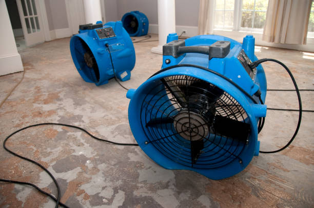 Best Mold removal after water damage  in Payson, AZ